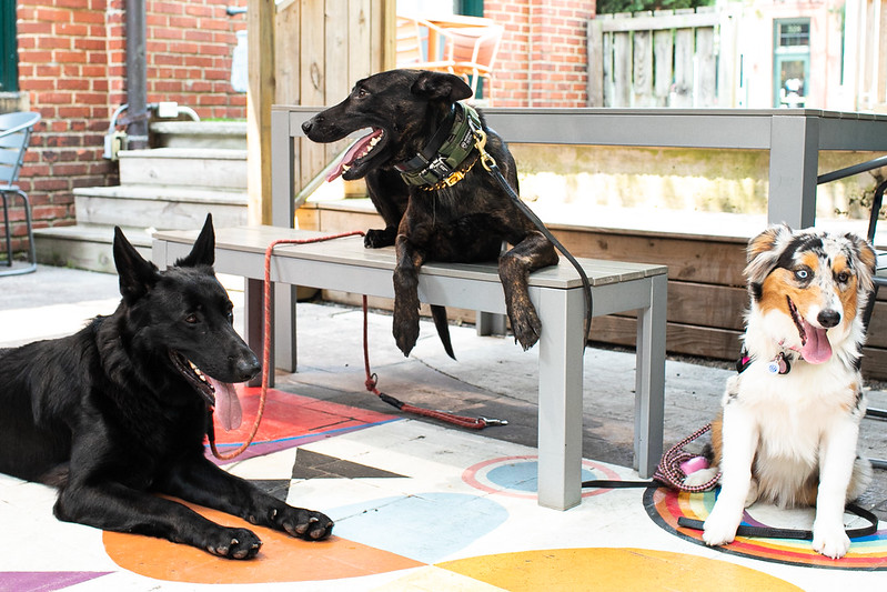 Our Services At Keystone K9