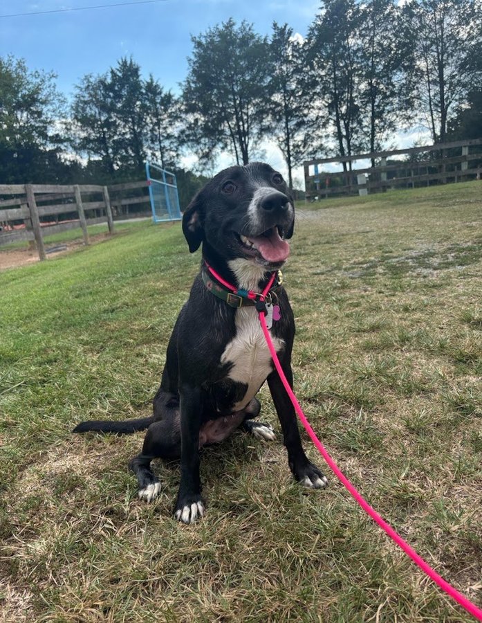 Aria, rescue, photo from Amy White's Google review