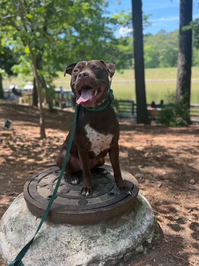 Tucker, Pit mix, photo from Brogen Stewart's Google review