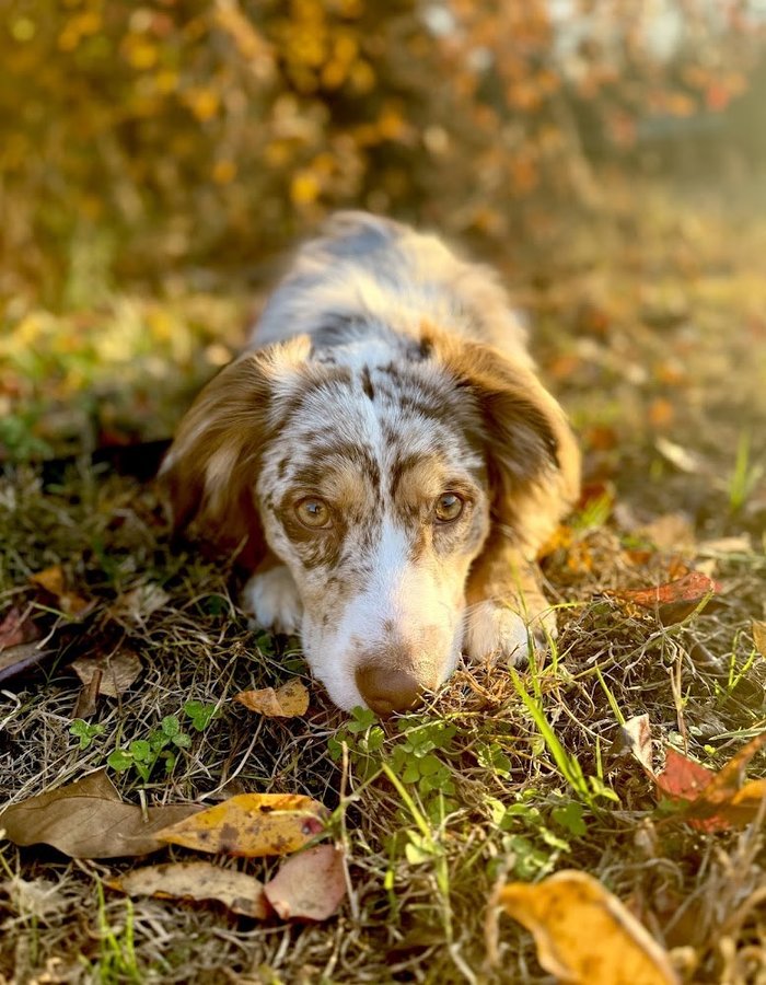 Bella, Australian Shepherd, photo from Genevieve Wroblewski's Google review