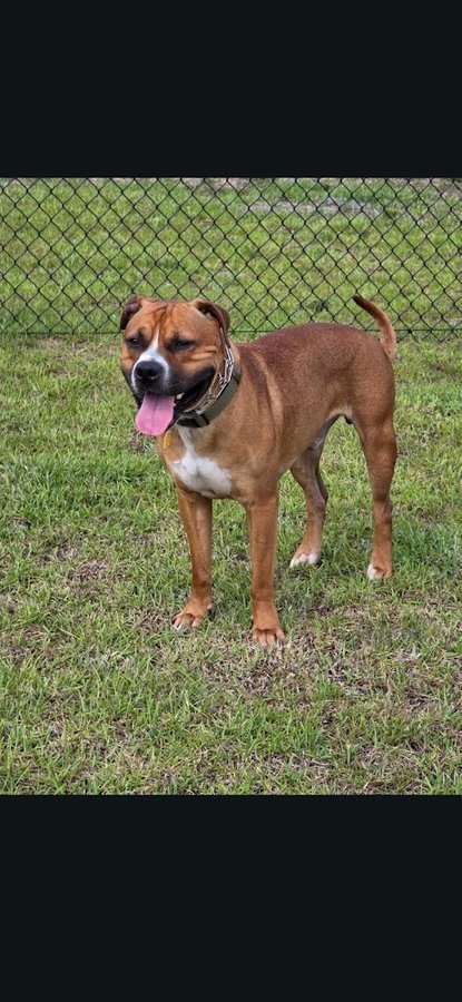 Peanut, Pit/Boxer mix, photo from Lindsay Picard's Google review