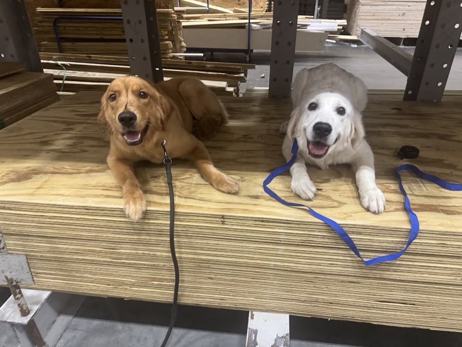 Golden Retriever, photo from Pete Iwancio's Google review