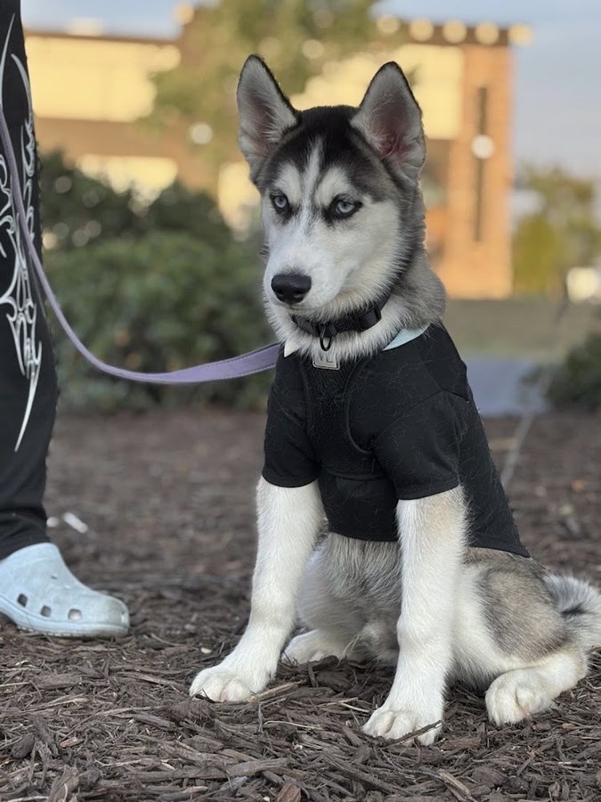 Legend, Siberian Husky, photo from Princess Lai's Google review