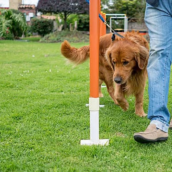 Golden Retriever working through agility weave poles
