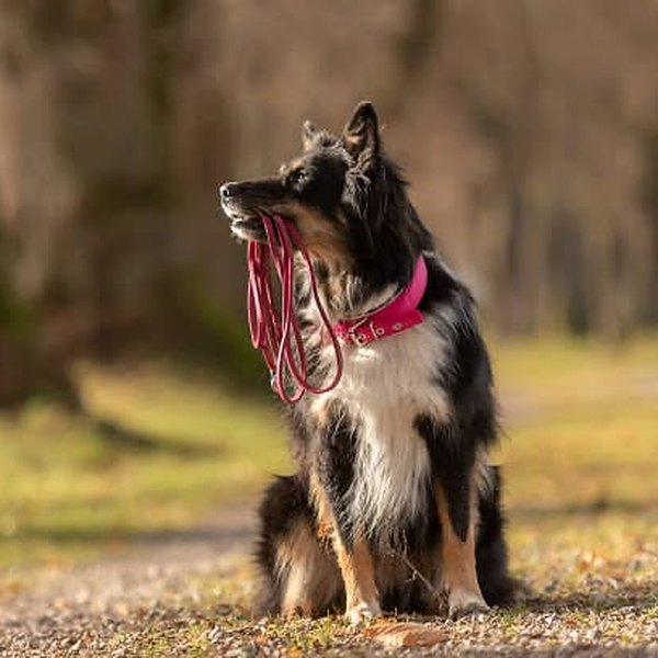 Australian Shepherd holding its leash