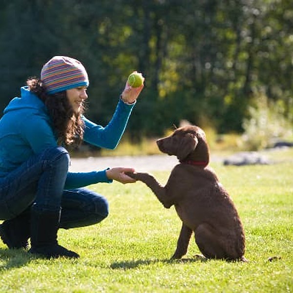 Chocolate puppy learning to shake outdoors