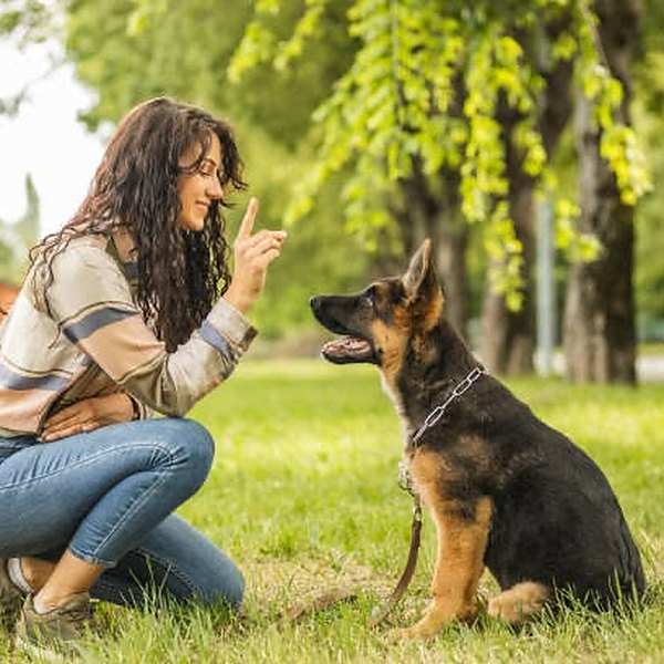 German Shepherd puppy focused on its handler