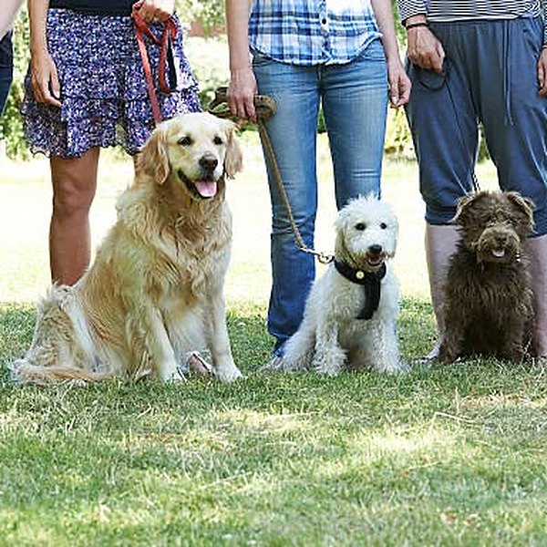 Dogs lined up during a group obedience class