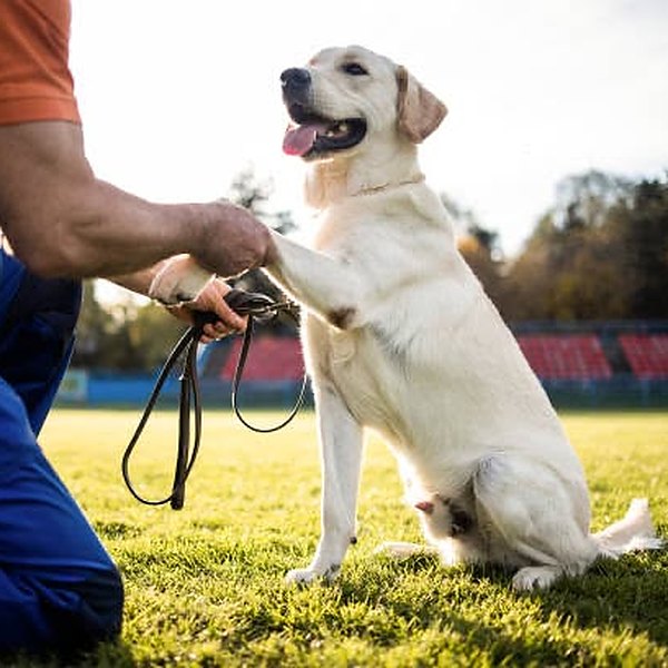 Labrador giving a paw to its trainer