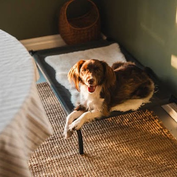 Dog relaxing on a place cot