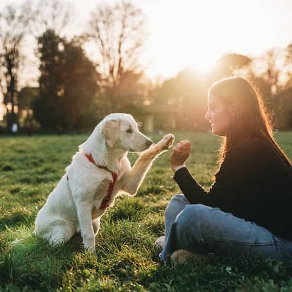Puppy giving a paw during a training session at sunset