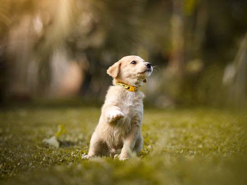 Golden puppy sitting attentively in the grass