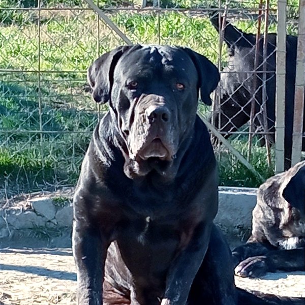 Hayes, Cane Corso
