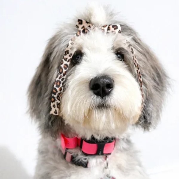 Doodle puppy