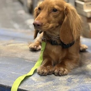 Maui the mini dachshund after board and train in Raleigh
