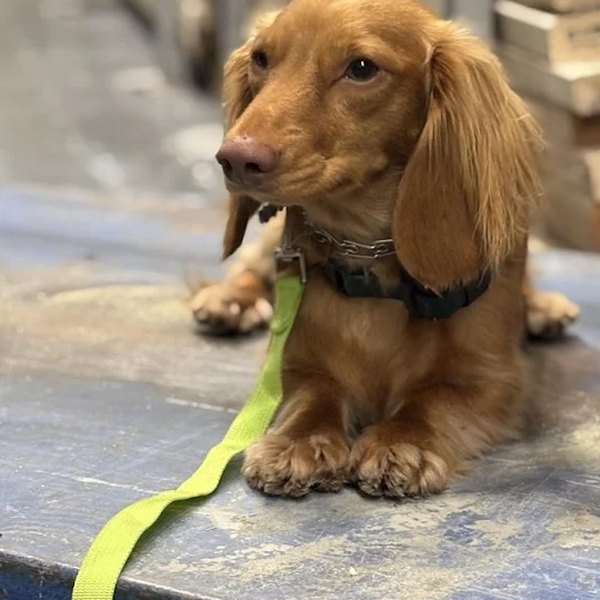 Maui, Mini Dachshund
