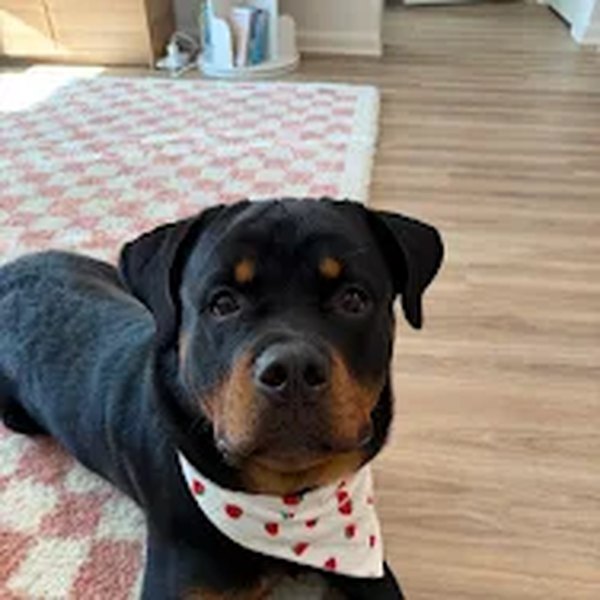 Rhino, Rottweiler