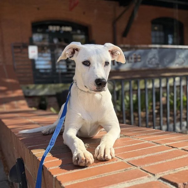 Willow, 7-month-old puppy